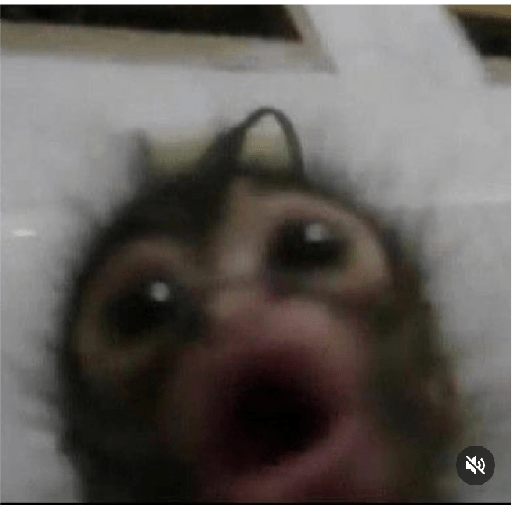 Monkeys 🐒 6