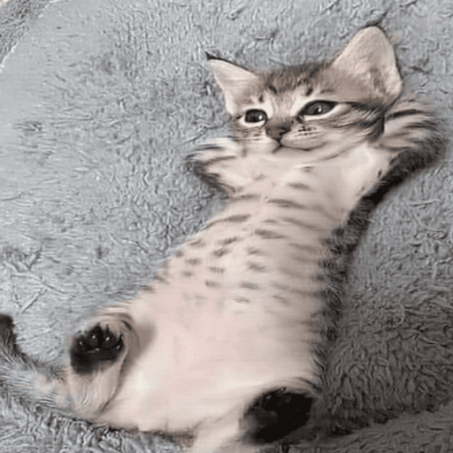 Cats 5