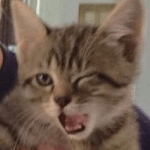Kucing-Kucingan Lagi 15