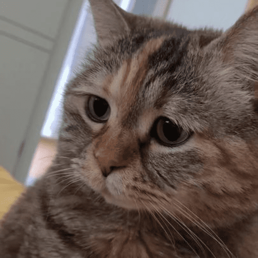 Cats 4
