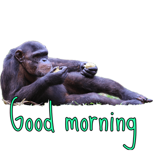 Good morning  2