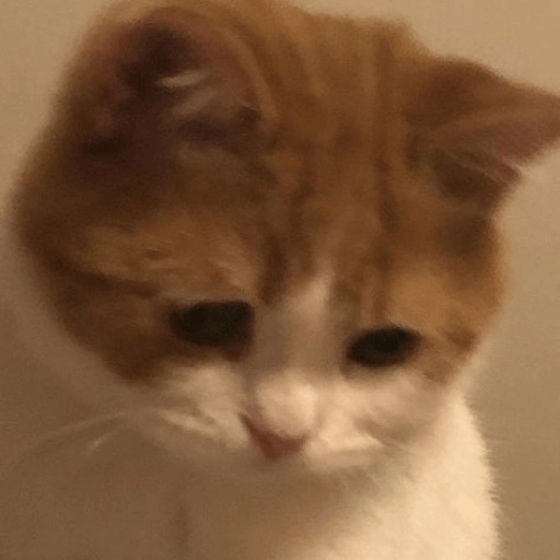 Kucing-Kucingan Lagi 11