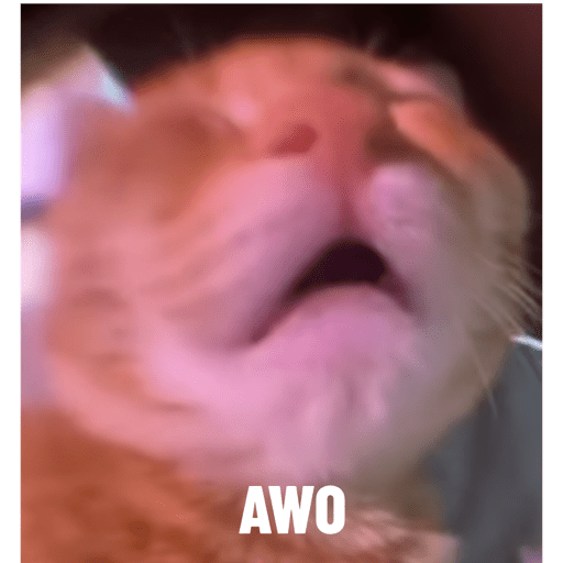 Cats 14