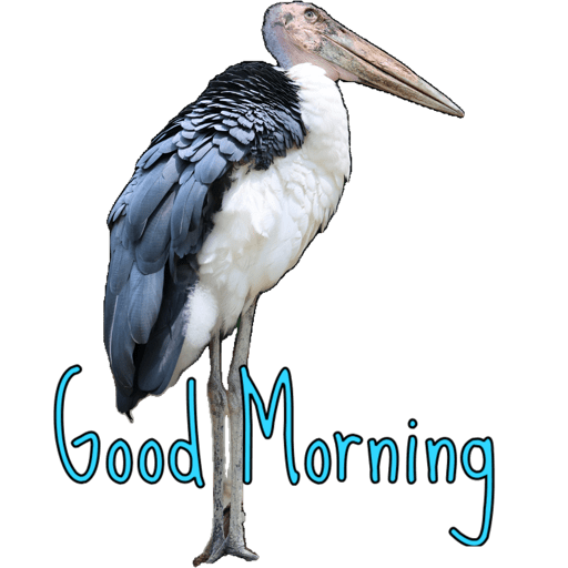 Good morning  5