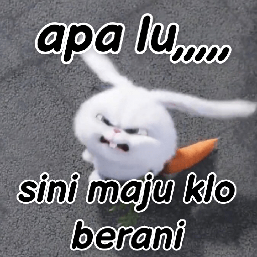 Kelinci lucu 6