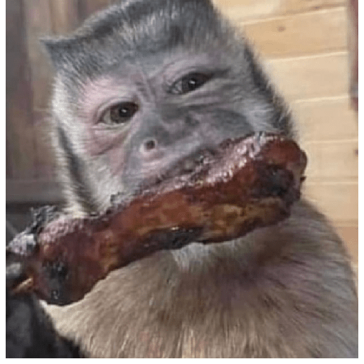 Monkeys 🐒 10