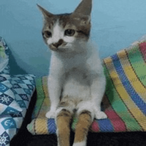 Cats 16