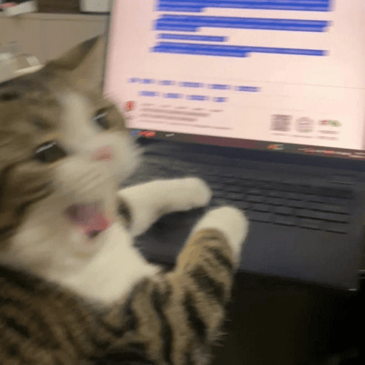 Cats 19