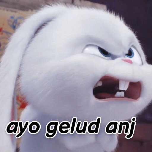 Kelinci lucu 5
