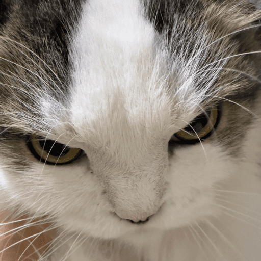 Cats 18