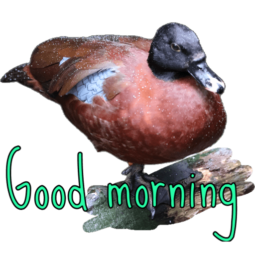 Good morning  26