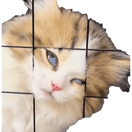 Cats 17