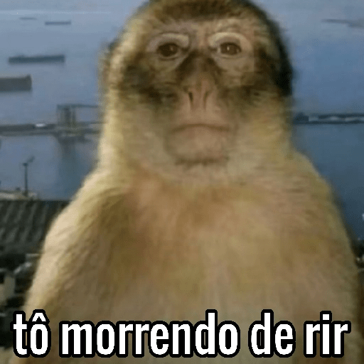 Macacos Engraçados😂🐒 9