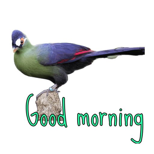 Good morning  3