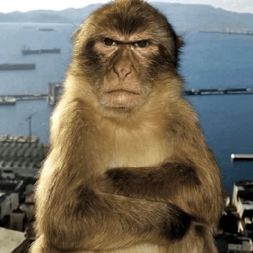 Macacos Engraçados😂🐒 11