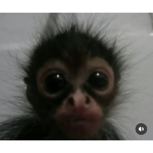 Monkeys 🐒 7