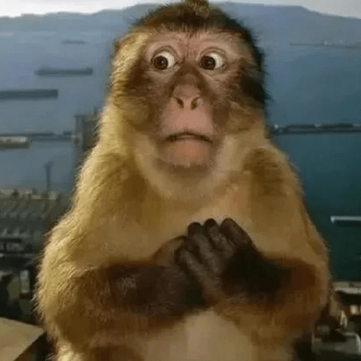 Macacos Engraçados😂🐒 13