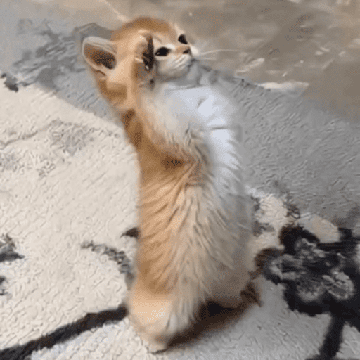 Cats 20