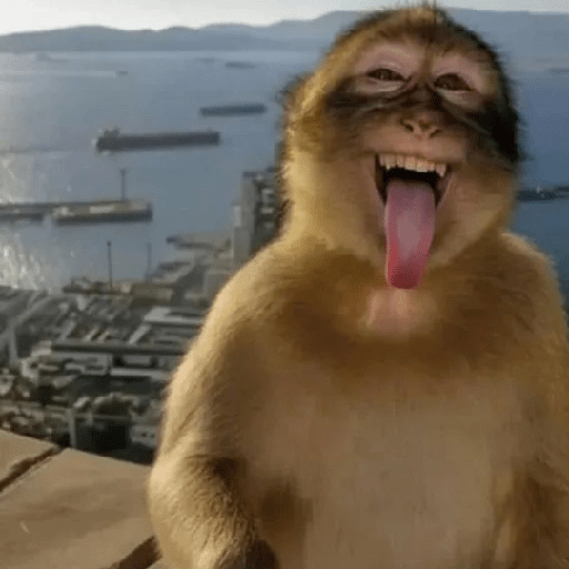 Macacos Engraçados😂🐒 3
