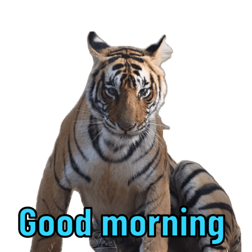 Good morning  27