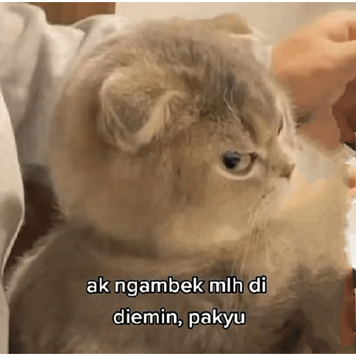 Kucing bucin 15