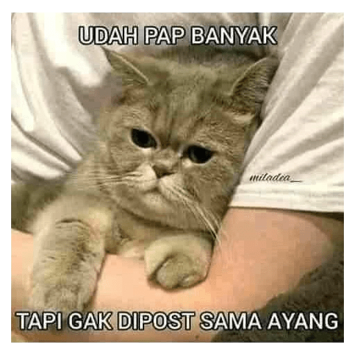 Kucing bucin 18