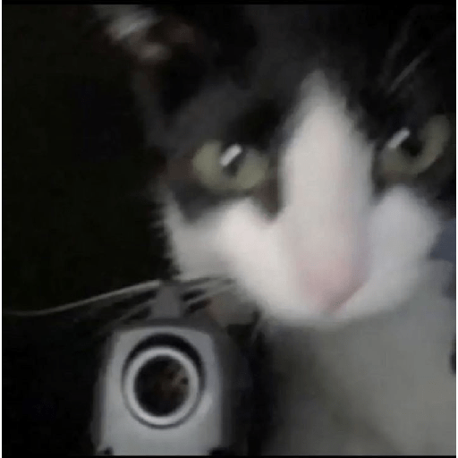 El gato 24
