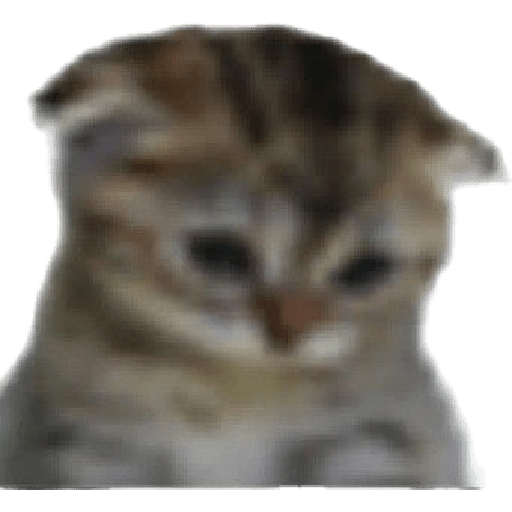 El gato 27