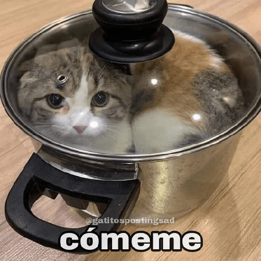 Gatitos 8