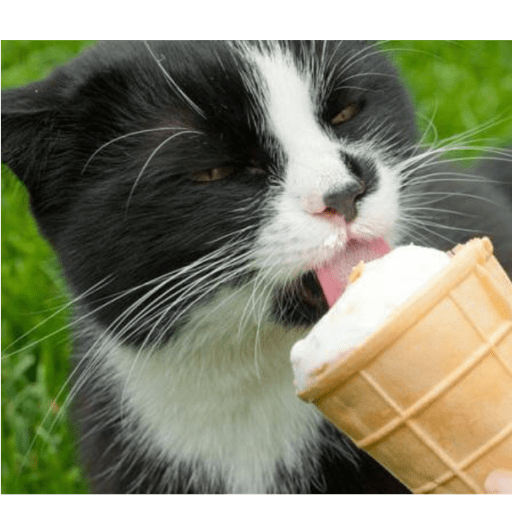 Gatitos comiendo dulces  22