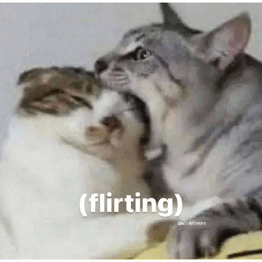 El gato 16