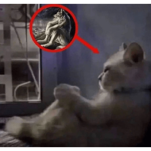 El gato 28