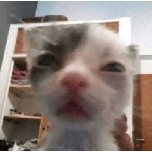 El gato 15