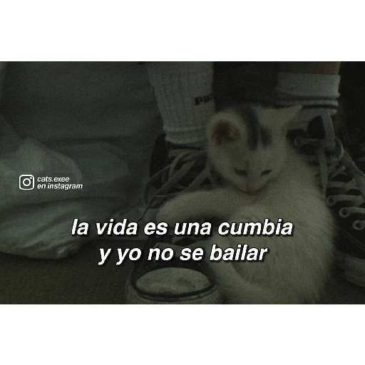 Gatitos 10