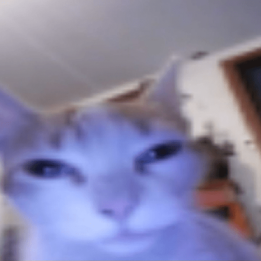 El gato 29