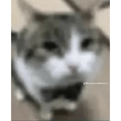El gato 18