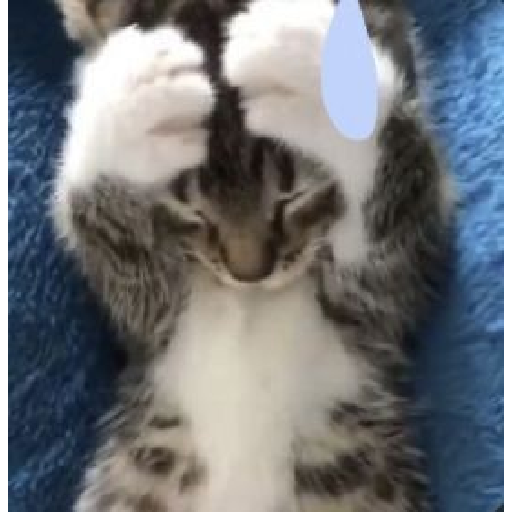 El gato 25