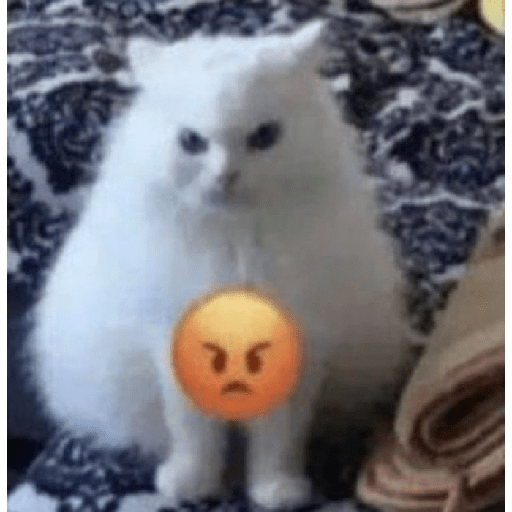 El gato 19