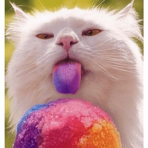 Gatitos comiendo dulces  23