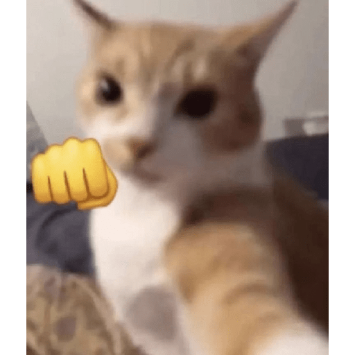 El gato 12