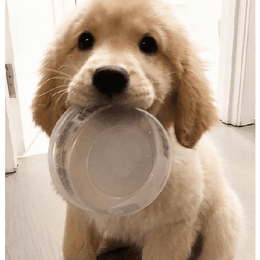 Perritos tiernos  8