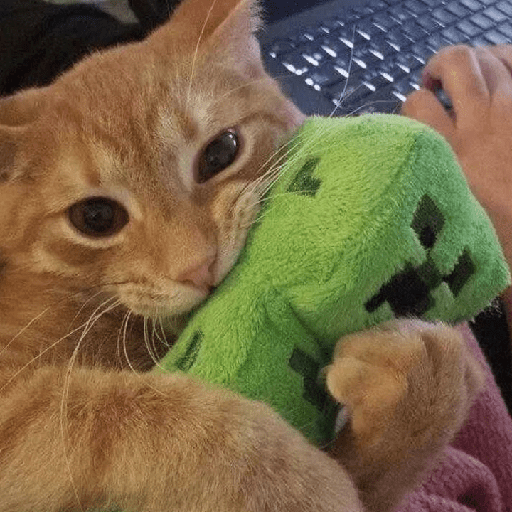 Cats Cute 🐱🥰 25