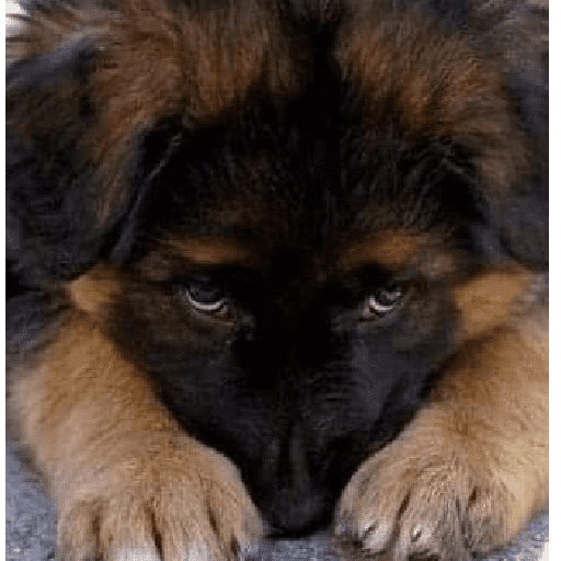 Perritos tiernos  12