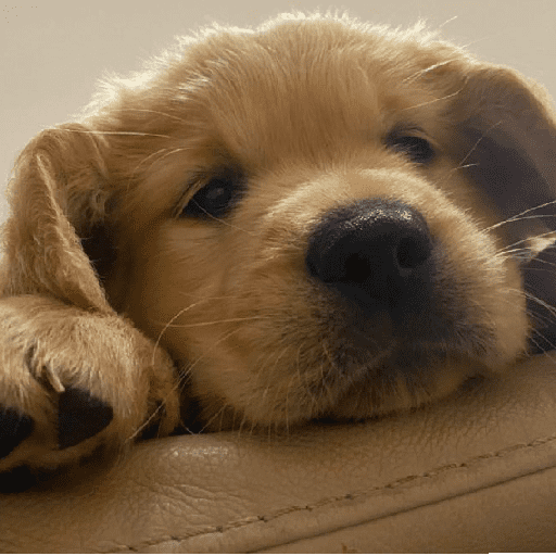 Perritos tiernos  6