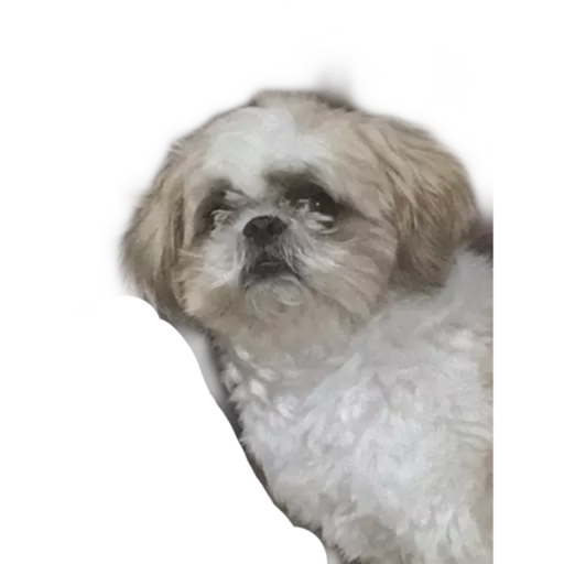 ANIMAIS 3