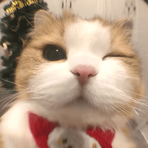 Cats Cute 🐱🥰 21