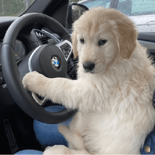 Perritos tiernos  1
