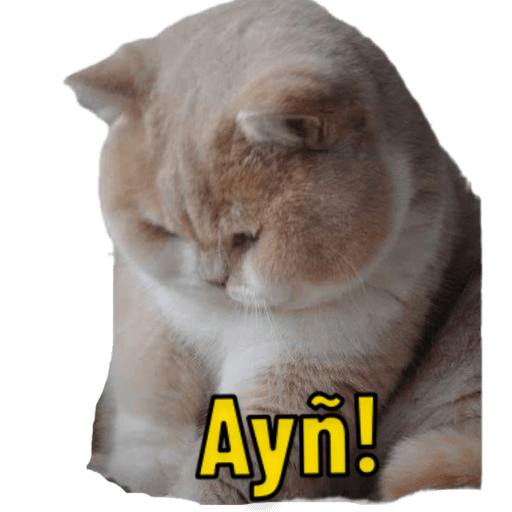 Michis 🐱 22