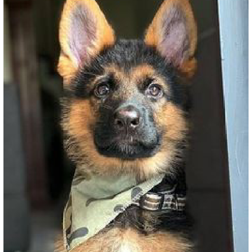 Perritos tiernos  11