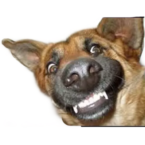 ANIMAIS 11